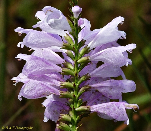 {Physostegia virginiana ssp. praemorsa}